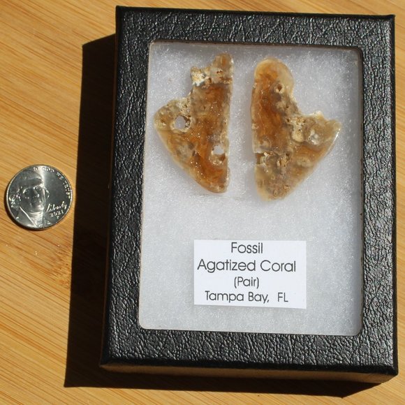 Fossil Agatized Coral - Picture 5 of 6